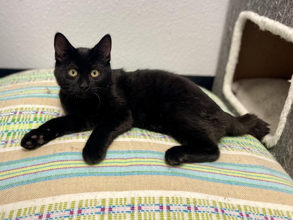 Chicken Little, a Adoptable mixed breed in Jamestown, CA image 2/2