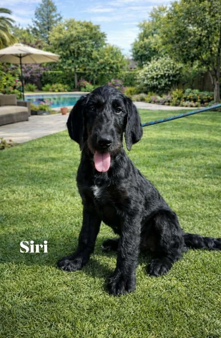 Enlarge Siri, an adopted mixed breed in Winter haven, FL image 1/1