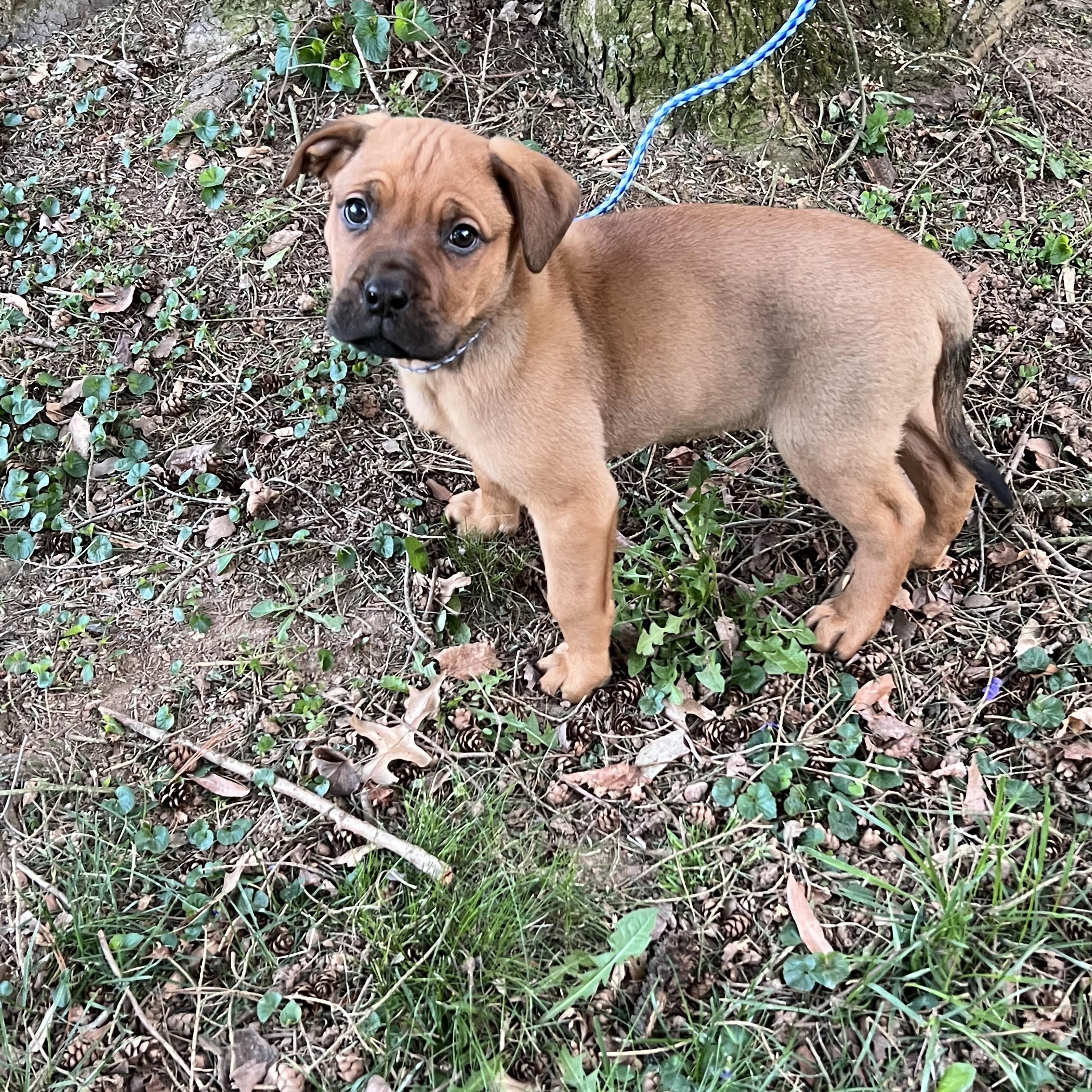 Enlarge Nova, an adopted mixed breed in Lincoln University, PA image 1/5