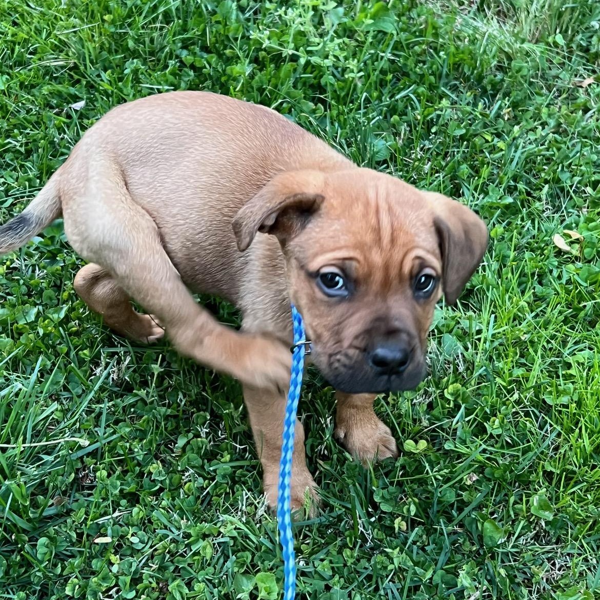 Enlarge Nova, an adopted mixed breed in Lincoln University, PA image 4/5