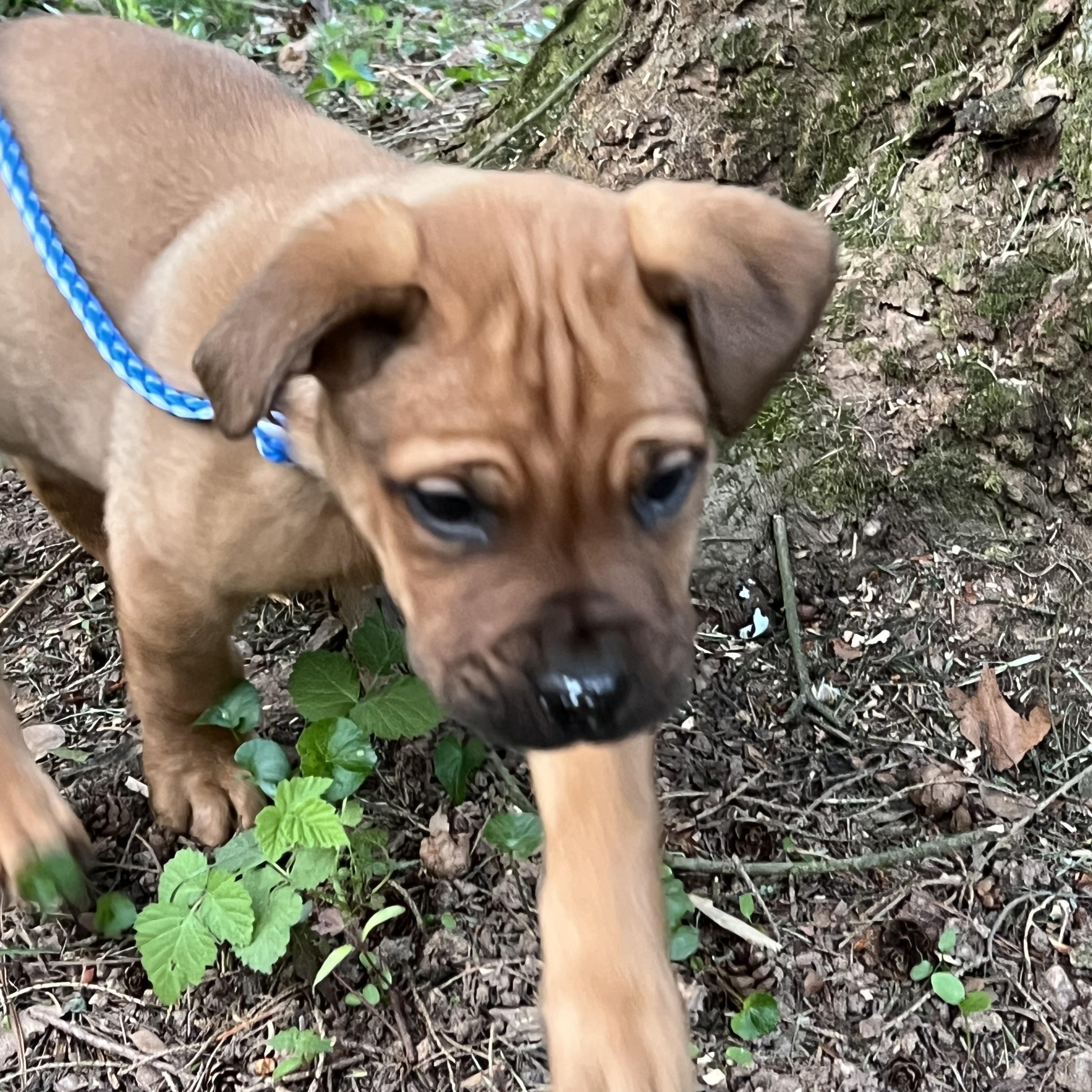 Enlarge Nova, an adopted mixed breed in Lincoln University, PA image 2/5