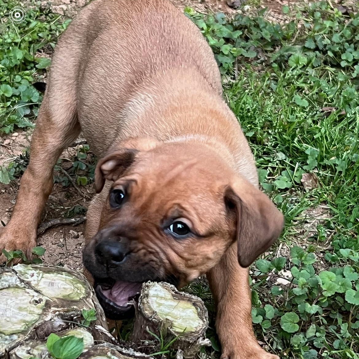 Enlarge Nova, an adopted mixed breed in Lincoln University, PA image 5/5