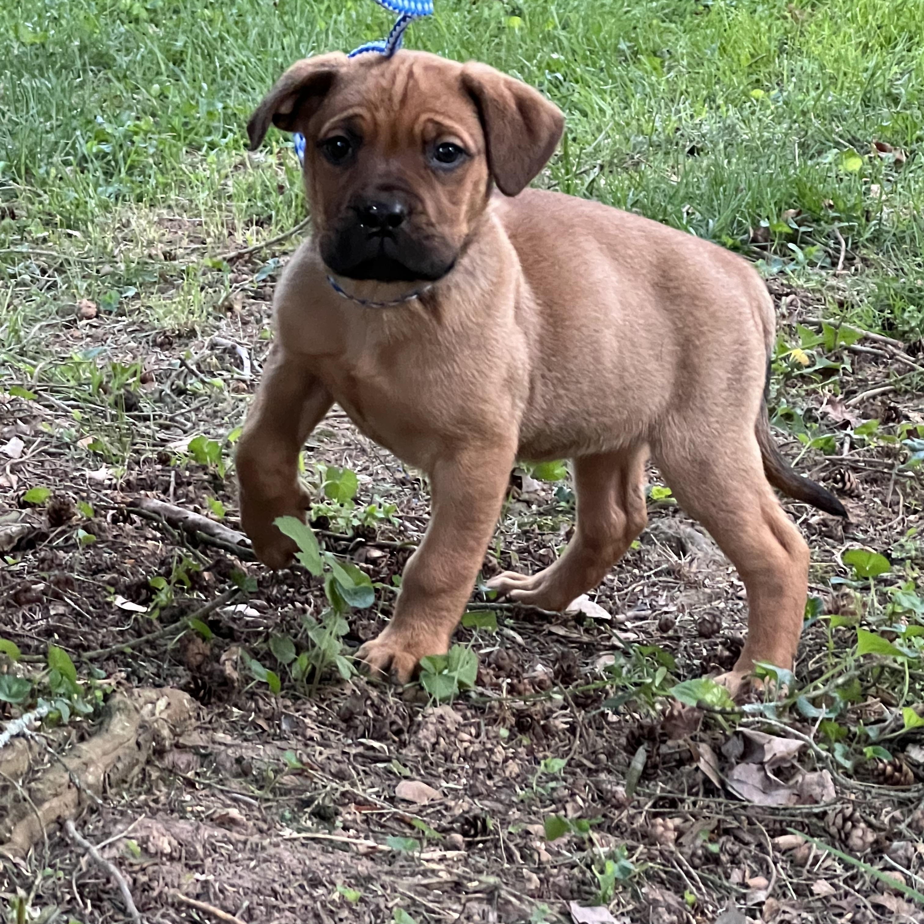Enlarge Nova, an adopted mixed breed in Lincoln University, PA image 3/5