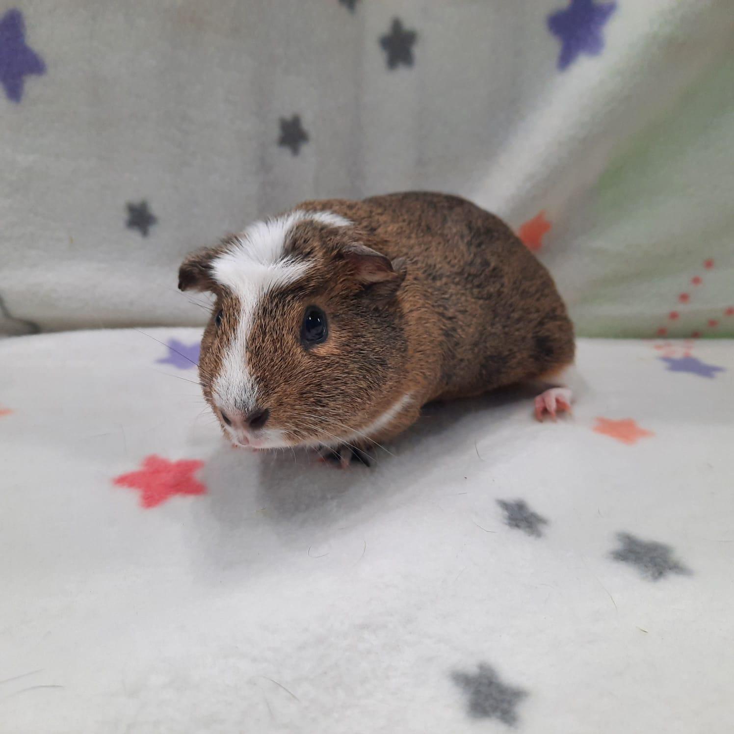Bella, Young Female Guinea Pig