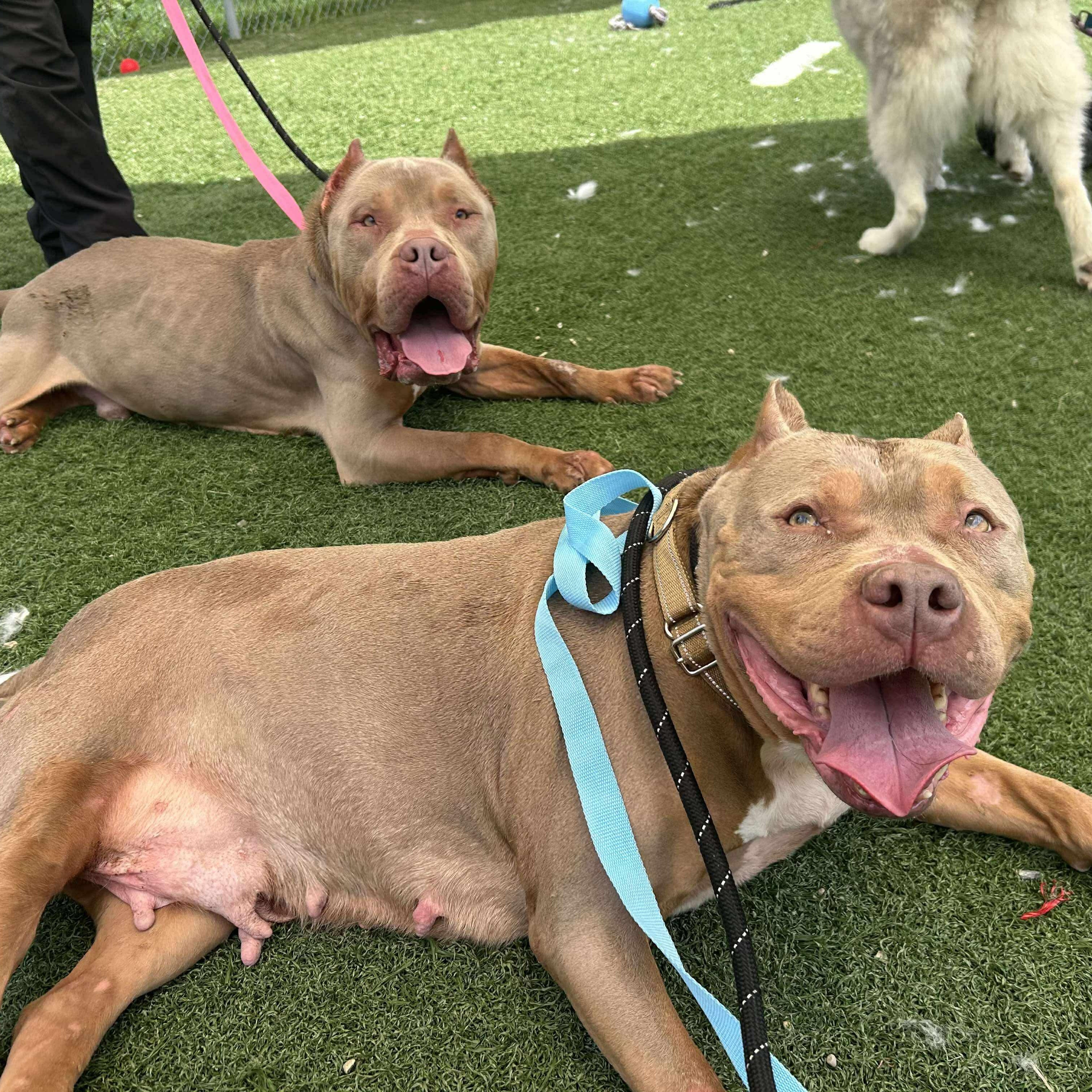 Lyra, a Adopted mixed breed in Lexington, KY image 3/4