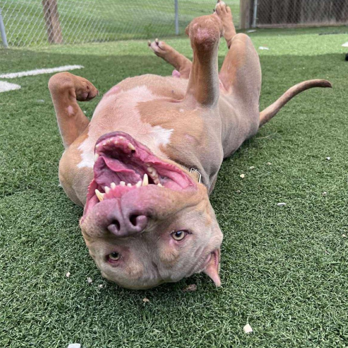 Lyra, a Adopted mixed breed in Lexington, KY image 2/4