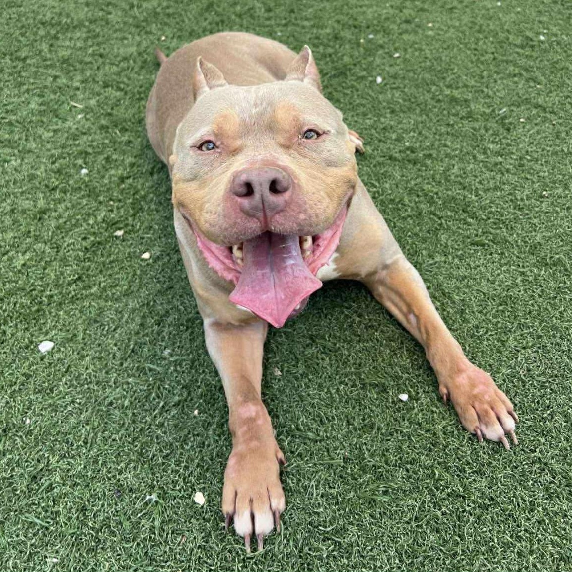 Lyra, Adopted, Senior Female American Bully & American Staffordshire Terrier.