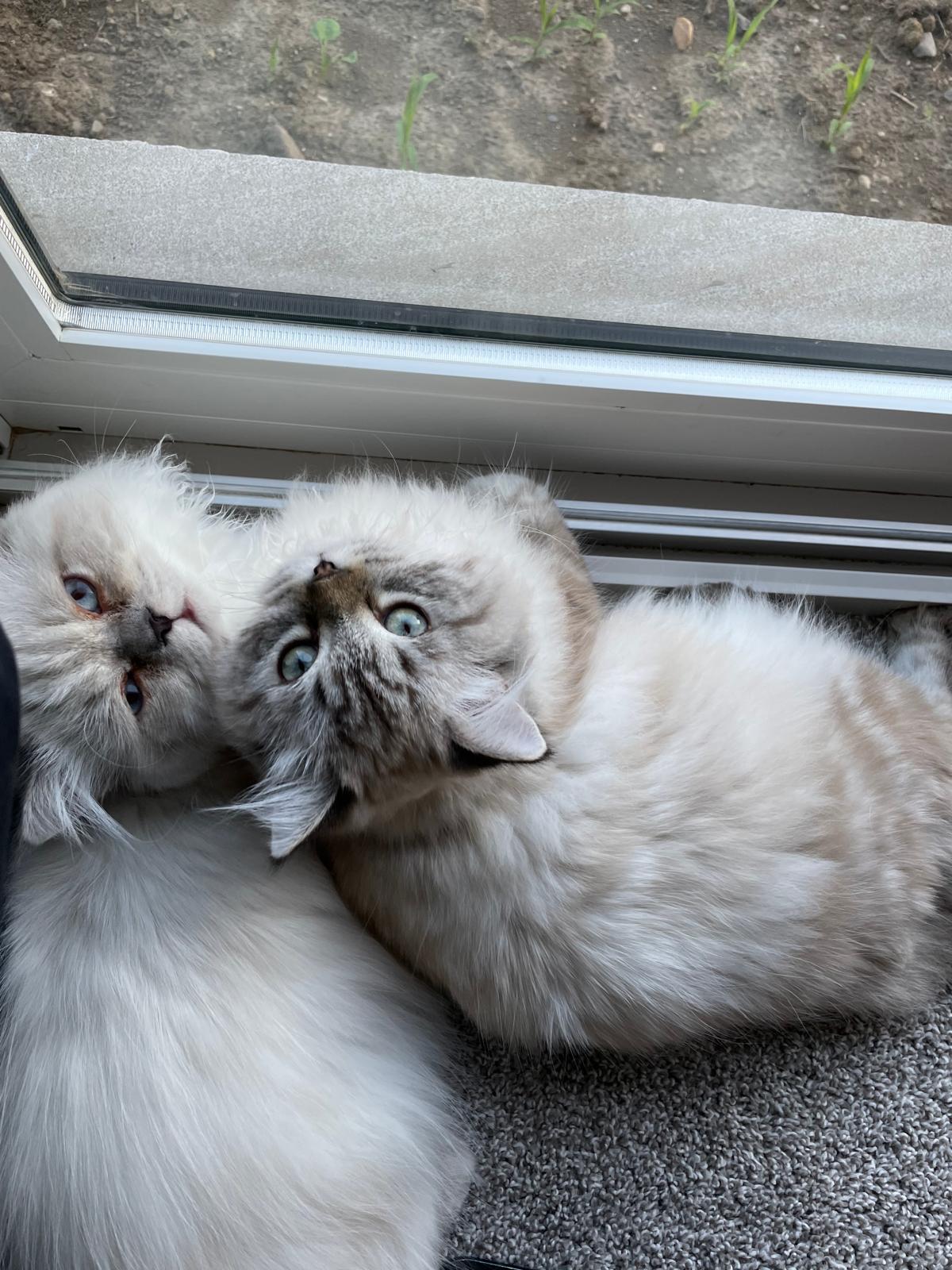 Sky and Rain, an adopted mixed breed in Guelph, ON image 1/6
