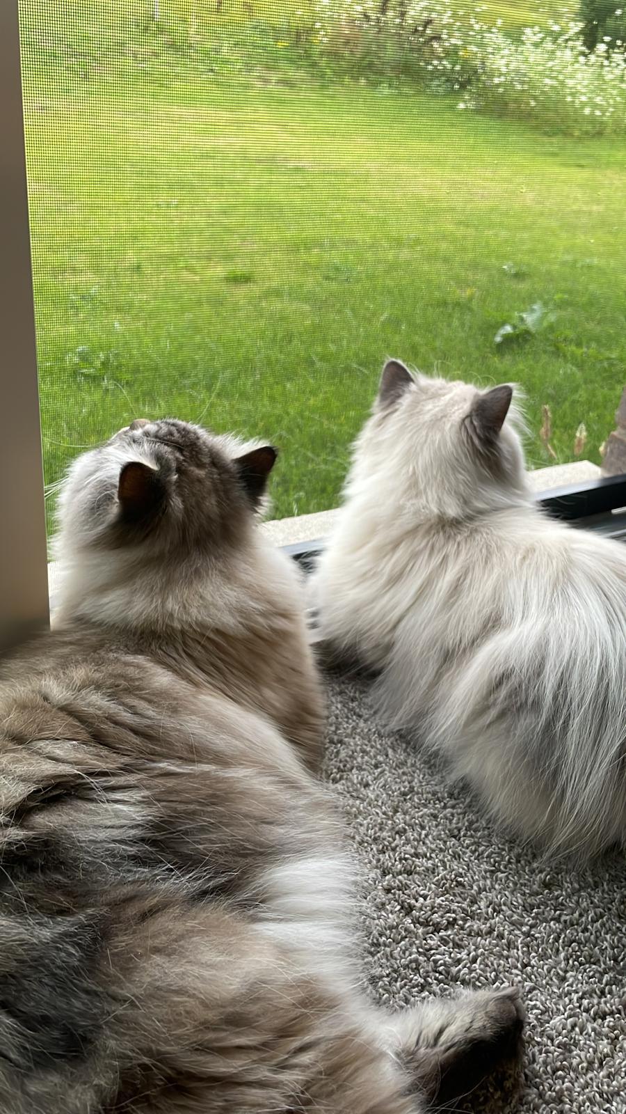 Sky and Rain, an adopted mixed breed in Guelph, ON image 2/6