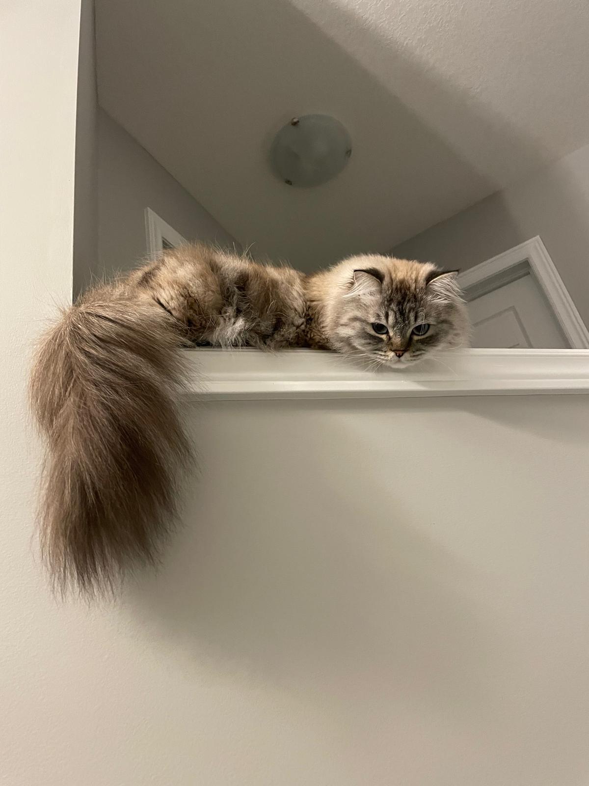 Sky and Rain, an adopted mixed breed in Guelph, ON image 6/6