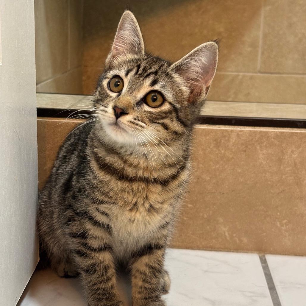 Enlarge Sally, a Adoptable Domestic Short Hair in Costa Mesa, CA image 1/6