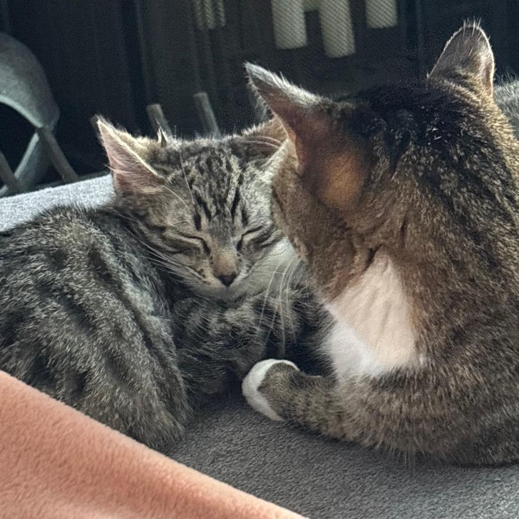 Enlarge Sally, a Adoptable Domestic Short Hair in Costa Mesa, CA image 2/6