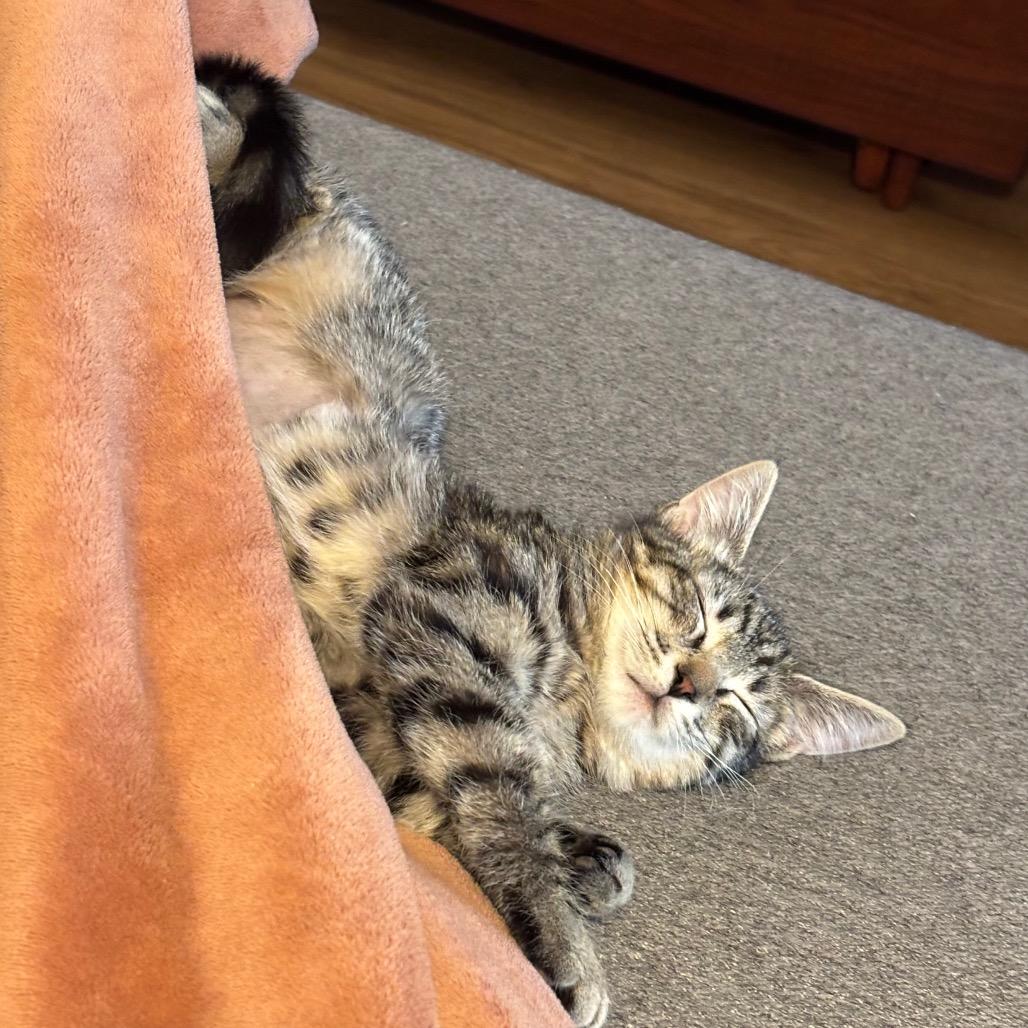 Enlarge Sally, a Adoptable Domestic Short Hair in Costa Mesa, CA image 3/6