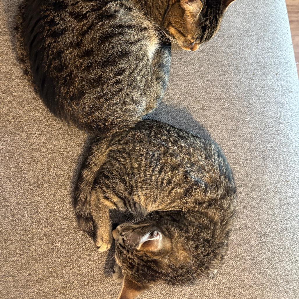 Enlarge Sally, a Adoptable Domestic Short Hair in Costa Mesa, CA image 4/6