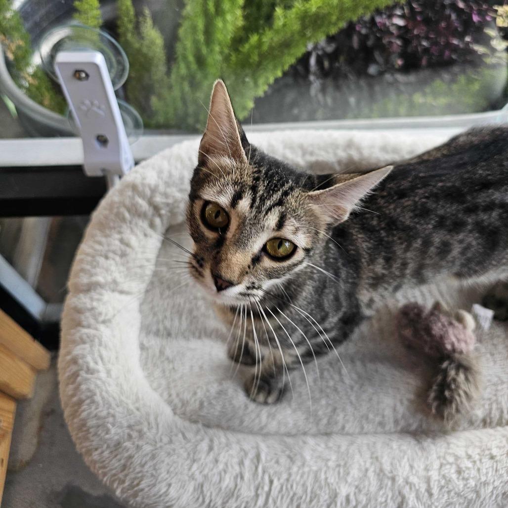 Sally, a Adoptable Domestic Short Hair in Costa Mesa, CA image 1/6
