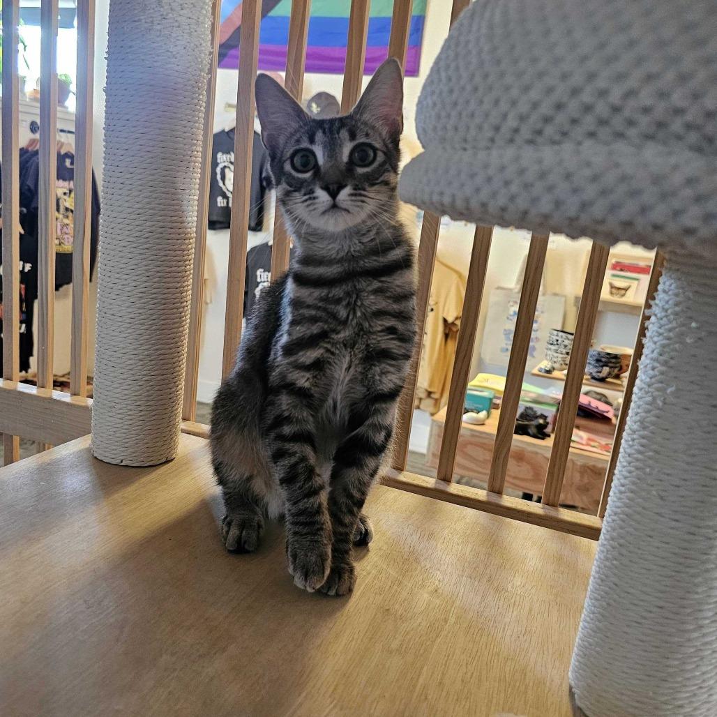Sally, Adoptable, Young Female Domestic Short Hair.