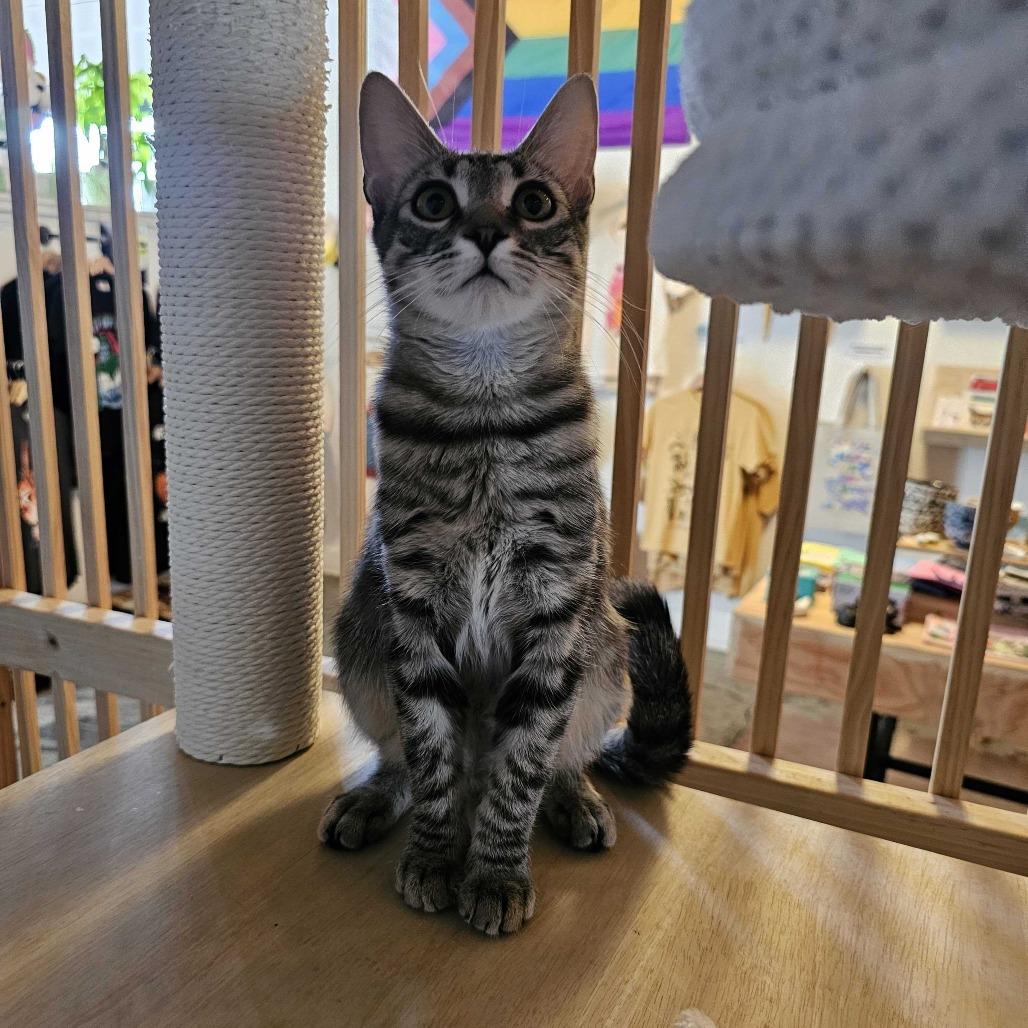 Enlarge Sally, a Adoptable Domestic Short Hair in Costa Mesa, CA image 2/2