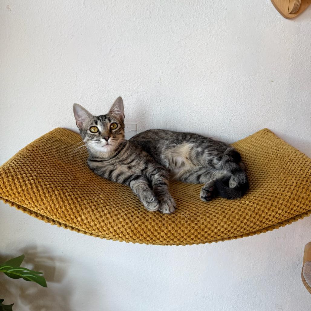Sally, a Adoptable Domestic Short Hair in Costa Mesa, CA image 2/6