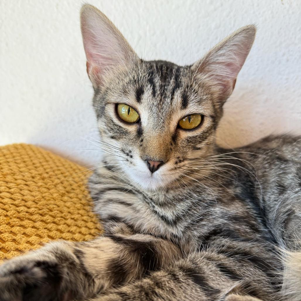 Sally, a Adoptable Domestic Short Hair in Costa Mesa, CA image 3/6