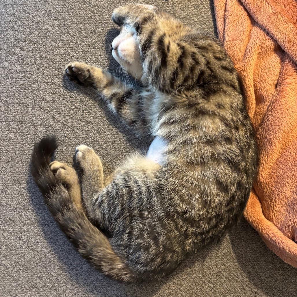 Enlarge Sally, a Adoptable Domestic Short Hair in Costa Mesa, CA image 5/6