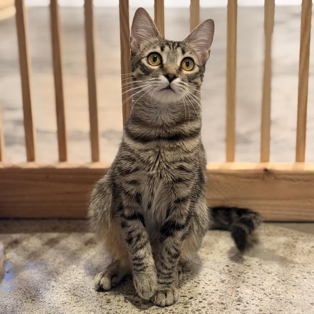 Sally, a Adoptable Domestic Short Hair in Costa Mesa, CA image 4/6