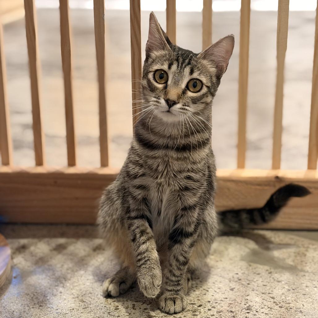 Sally, a Adoptable Domestic Short Hair in Costa Mesa, CA image 5/6