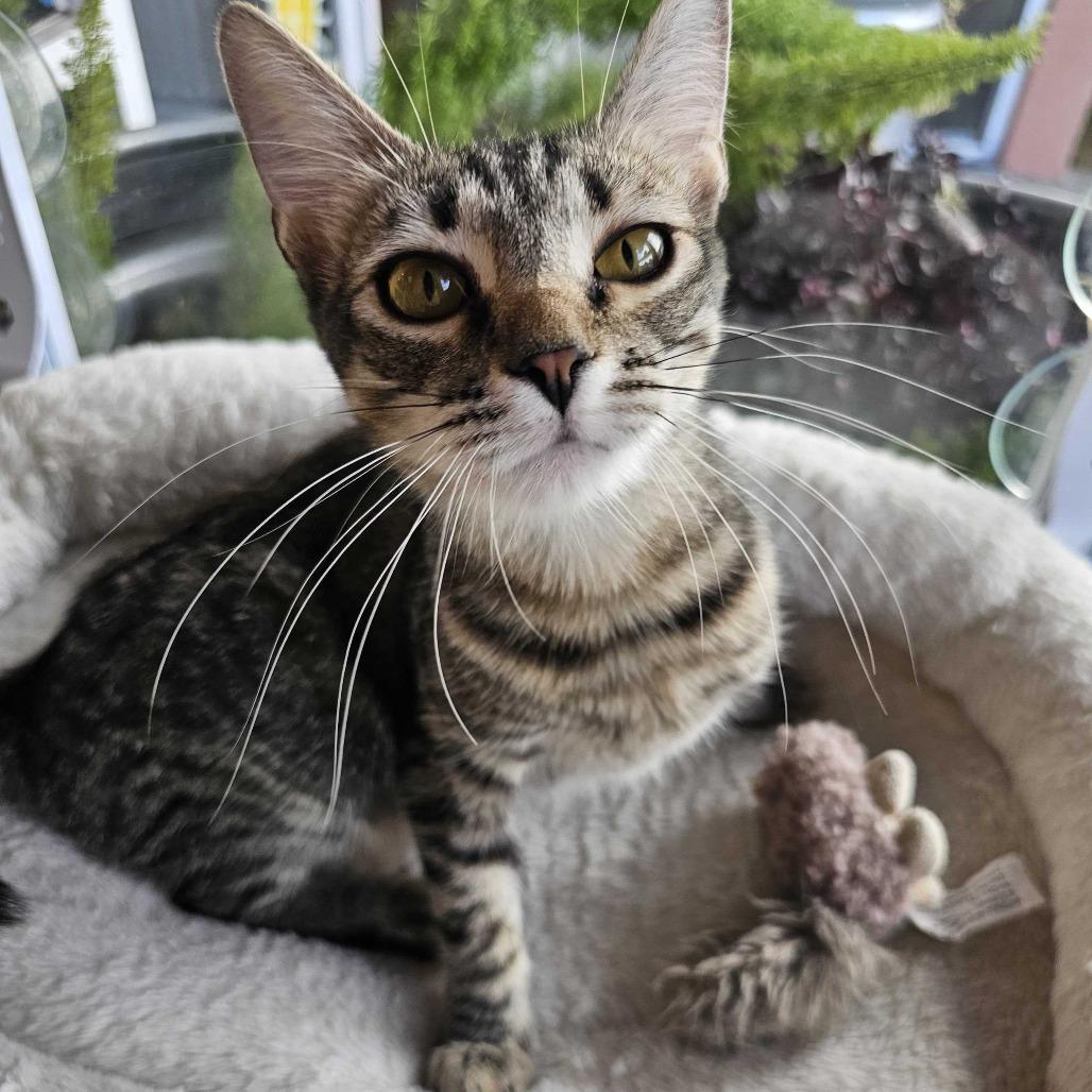 Sally, a Adoptable Domestic Short Hair in Costa Mesa, CA image 6/6