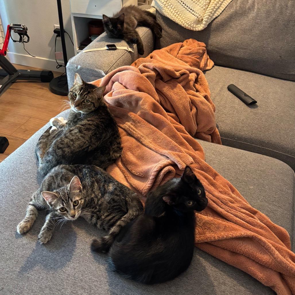 Enlarge Sally, a Adoptable Domestic Short Hair in Costa Mesa, CA image 6/6