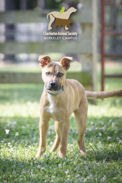 06479b Rodrick - Adoption Ambassador, a Adoptable mixed breed in North Charleston, SC image 1/3