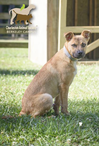 06479b Rodrick - Adoption Ambassador, a Adoptable mixed breed in North Charleston, SC image 2/3