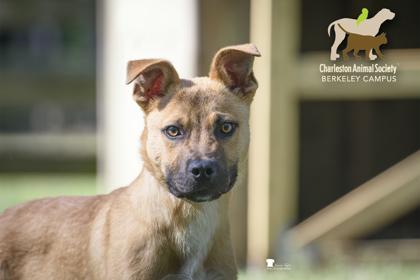 06479b Rodrick - Adoption Ambassador, a Adoptable mixed breed in North Charleston, SC image 3/3