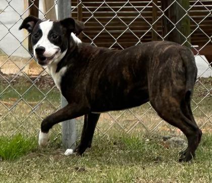 Lyla, a Adoptable mixed breed in Moultrie, GA image 1/2