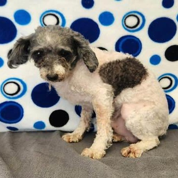 Enlarge Speckles, a ADOPTABLE Poodle in Benld, IL image 1/1