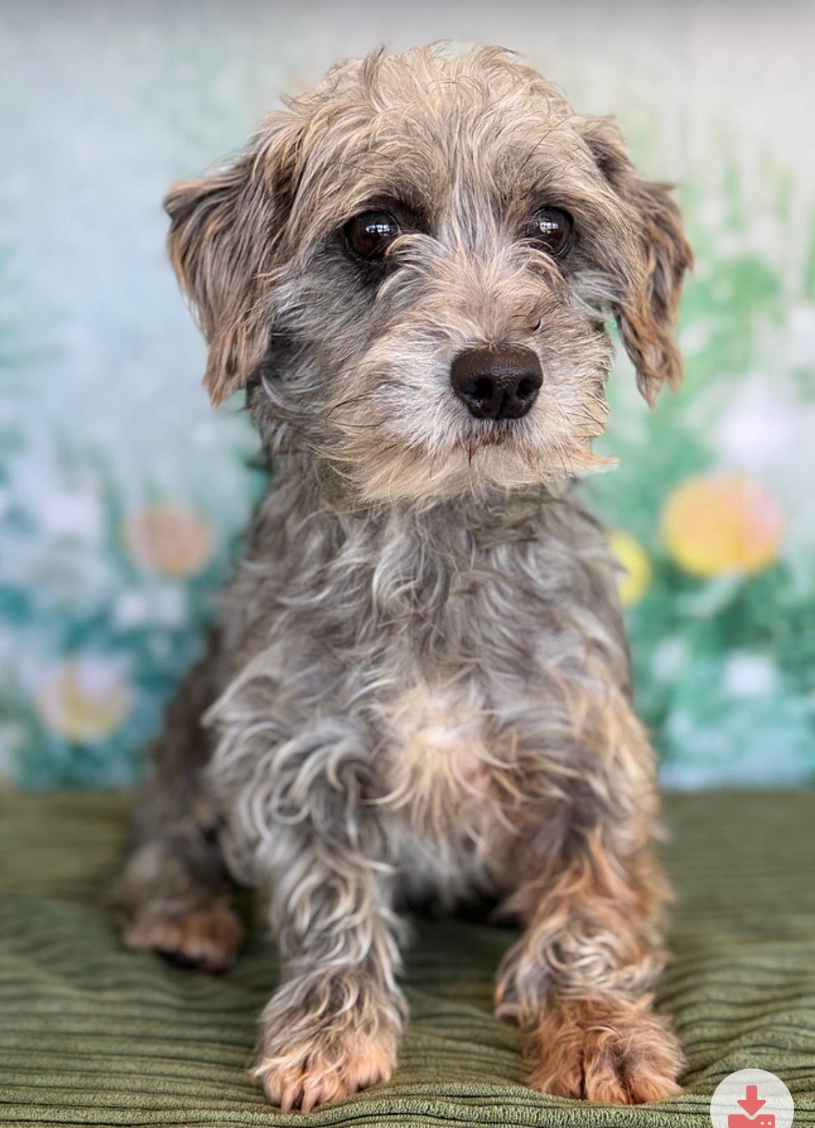 Bessie, Adoptable, Adult Female Maltese.