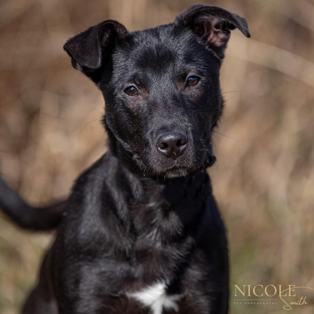 Enlarge Clayton, a Adoptable mixed breed in Henderson, KY image 1/4