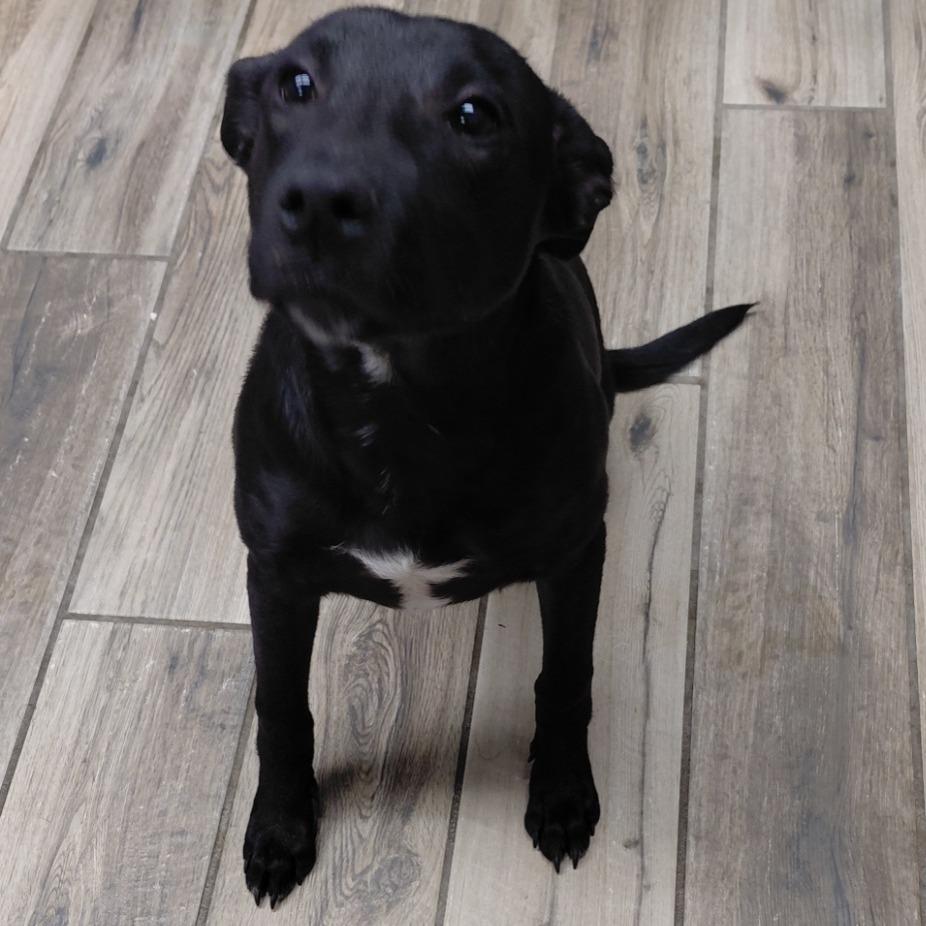 Enlarge Clayton, a Adoptable mixed breed in Henderson, KY image 2/4