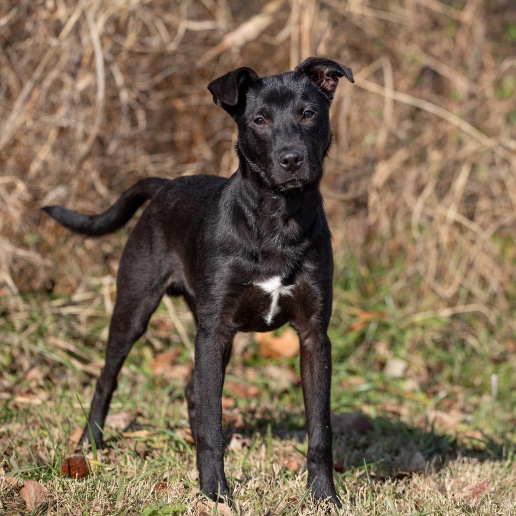 Enlarge Clayton, a Adoptable mixed breed in Henderson, KY image 3/4