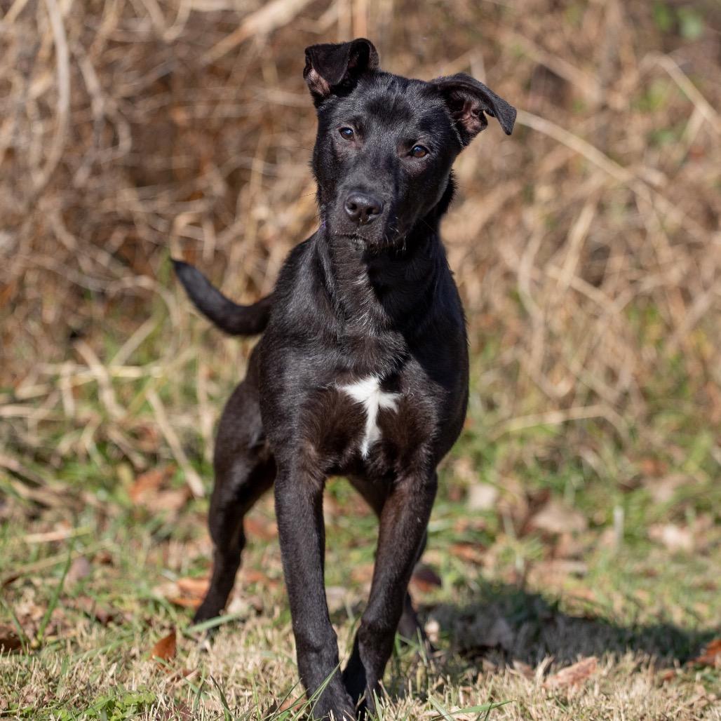 Enlarge Clayton, a Adoptable mixed breed in Henderson, KY image 4/4