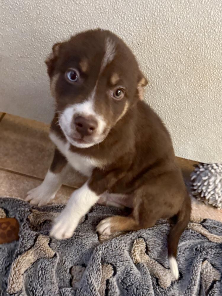 Confetti, a Adopted mixed breed image 1/3