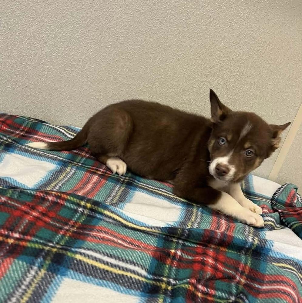 Confetti, a Adopted mixed breed image 2/3