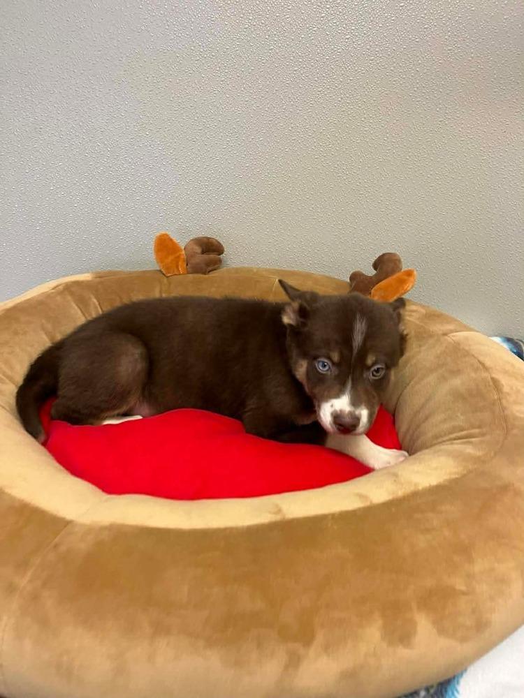 Confetti, a Adopted mixed breed image 3/3