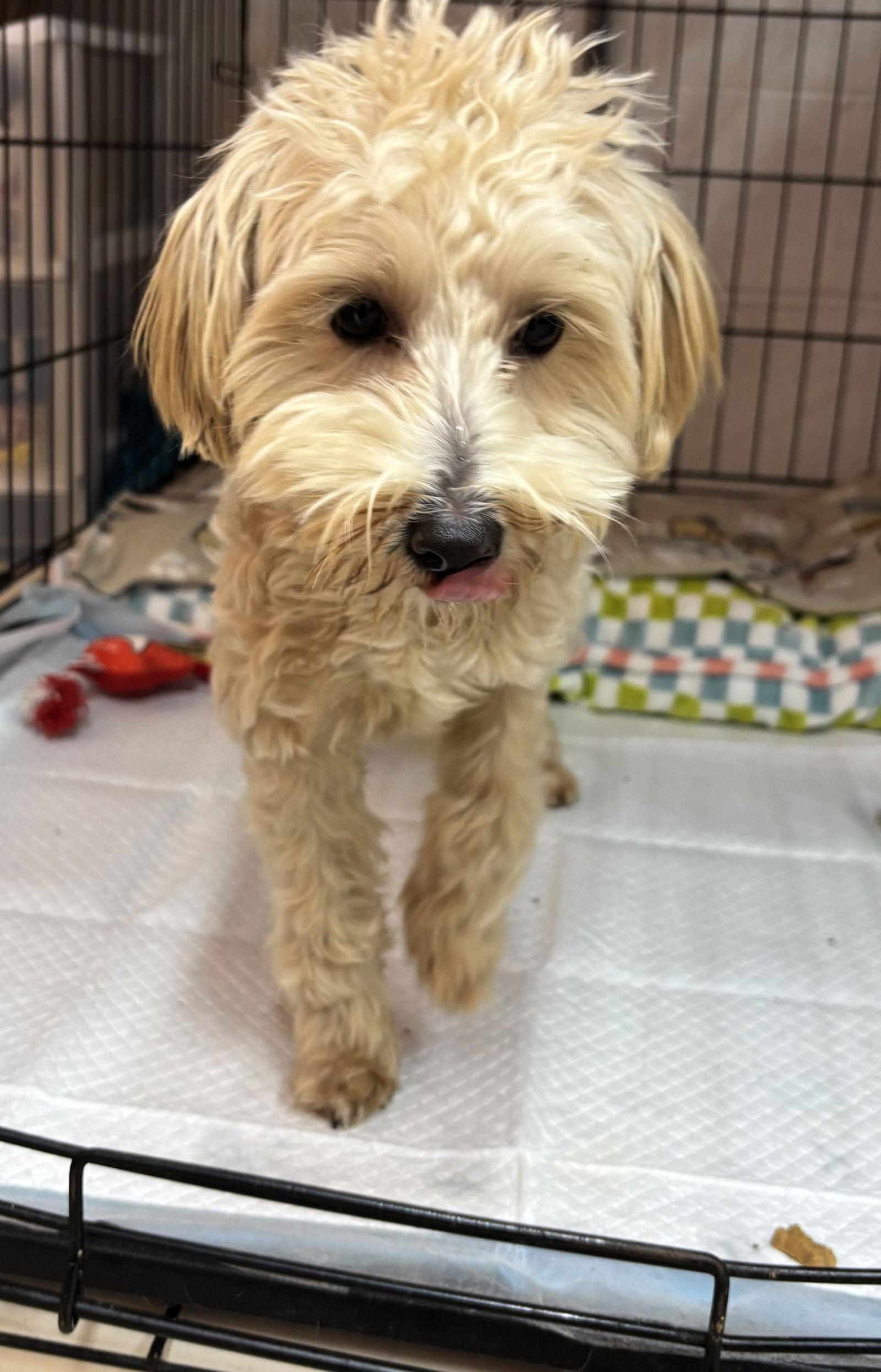 Quirky, Adopted, Young Male Maltese & Poodle.
