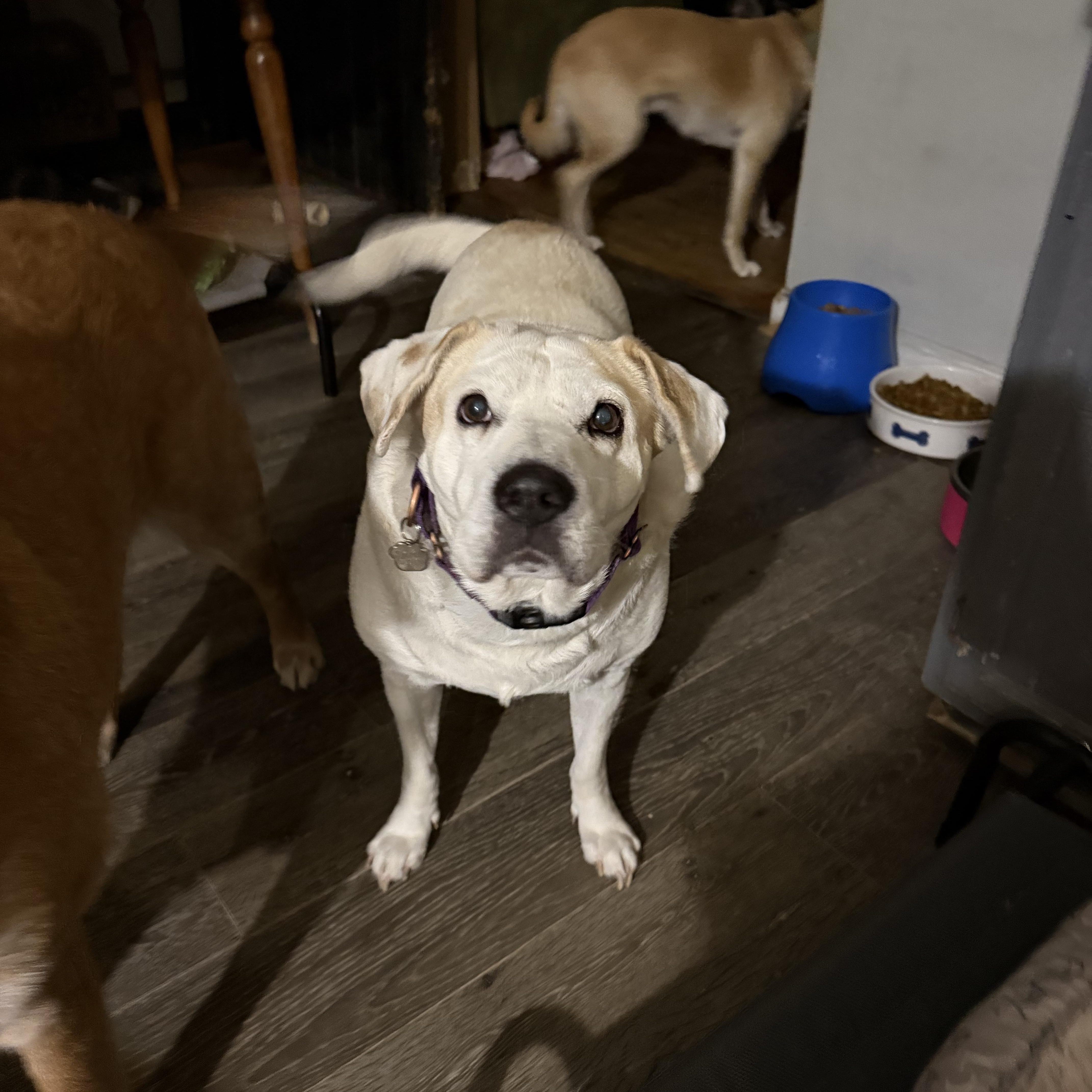 Papi, Adoptable, Senior Male Yellow Labrador Retriever.