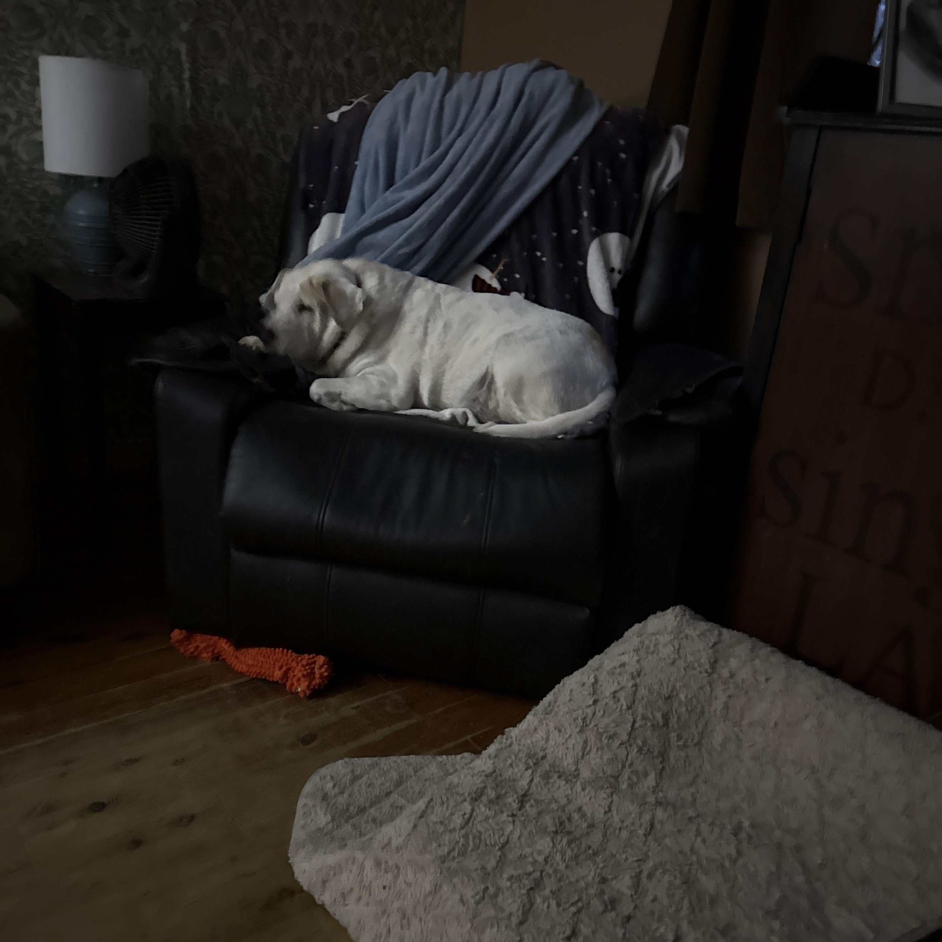 Papi, a Adoptable mixed breed in Pleasant Valley, NY image 2/3