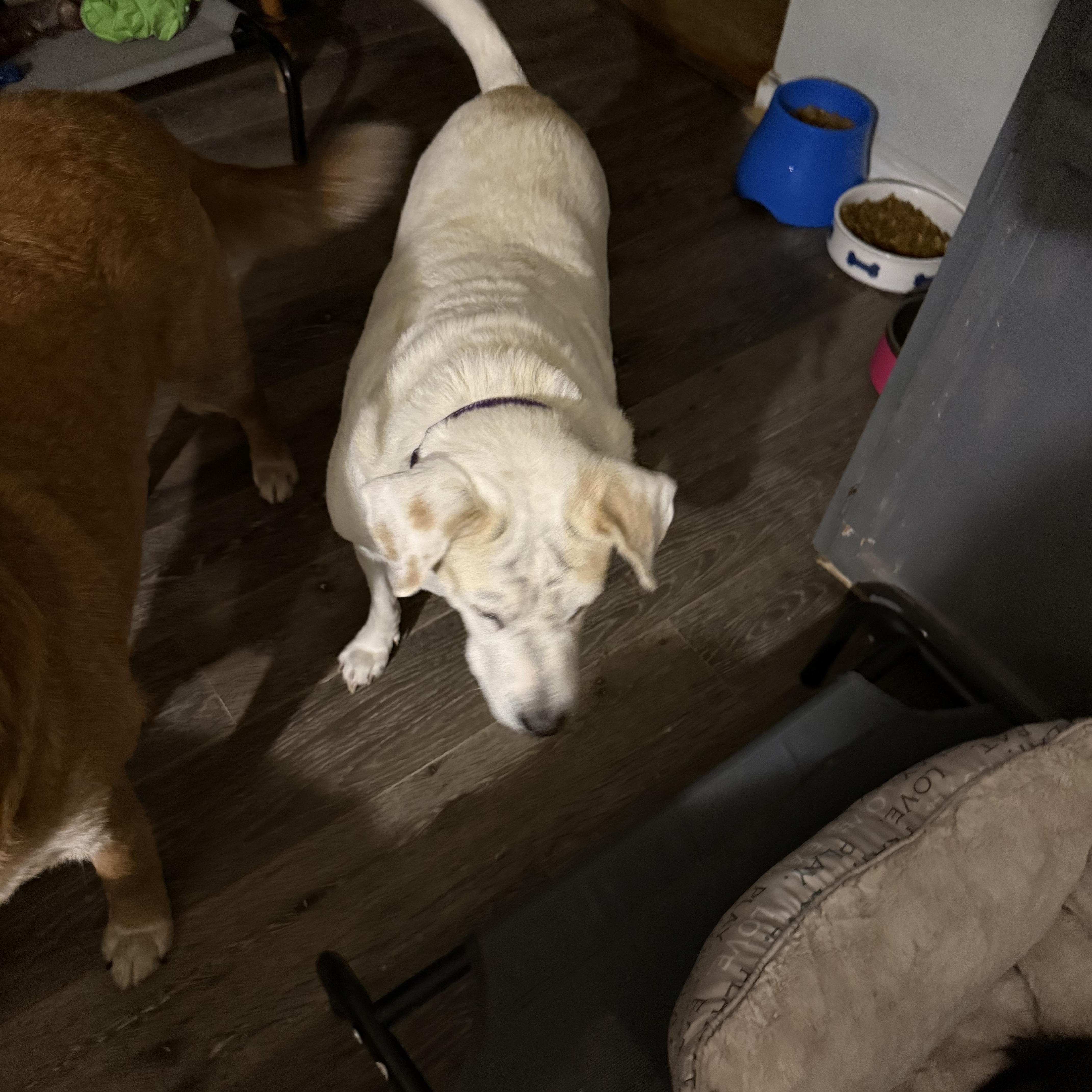 Papi, a Adoptable mixed breed in Pleasant Valley, NY image 3/3