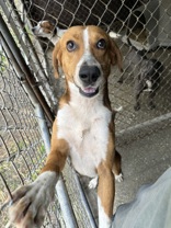 Enlarge Winchester, a Adoptable Mixed Breed in Georgetown, SC image 1/1