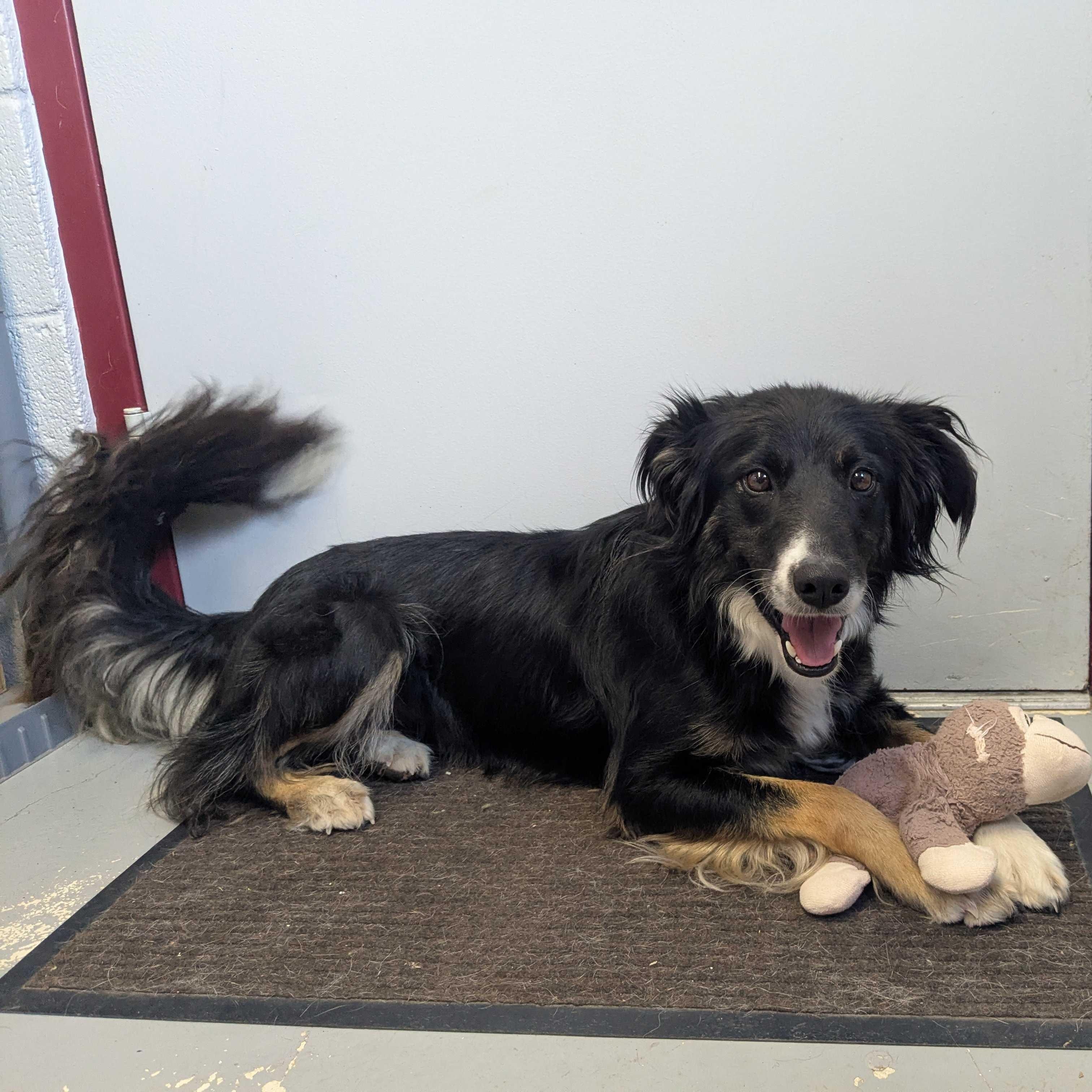 Mae - Delta, adopted, Young Female Border Collie & Mixed Breed.