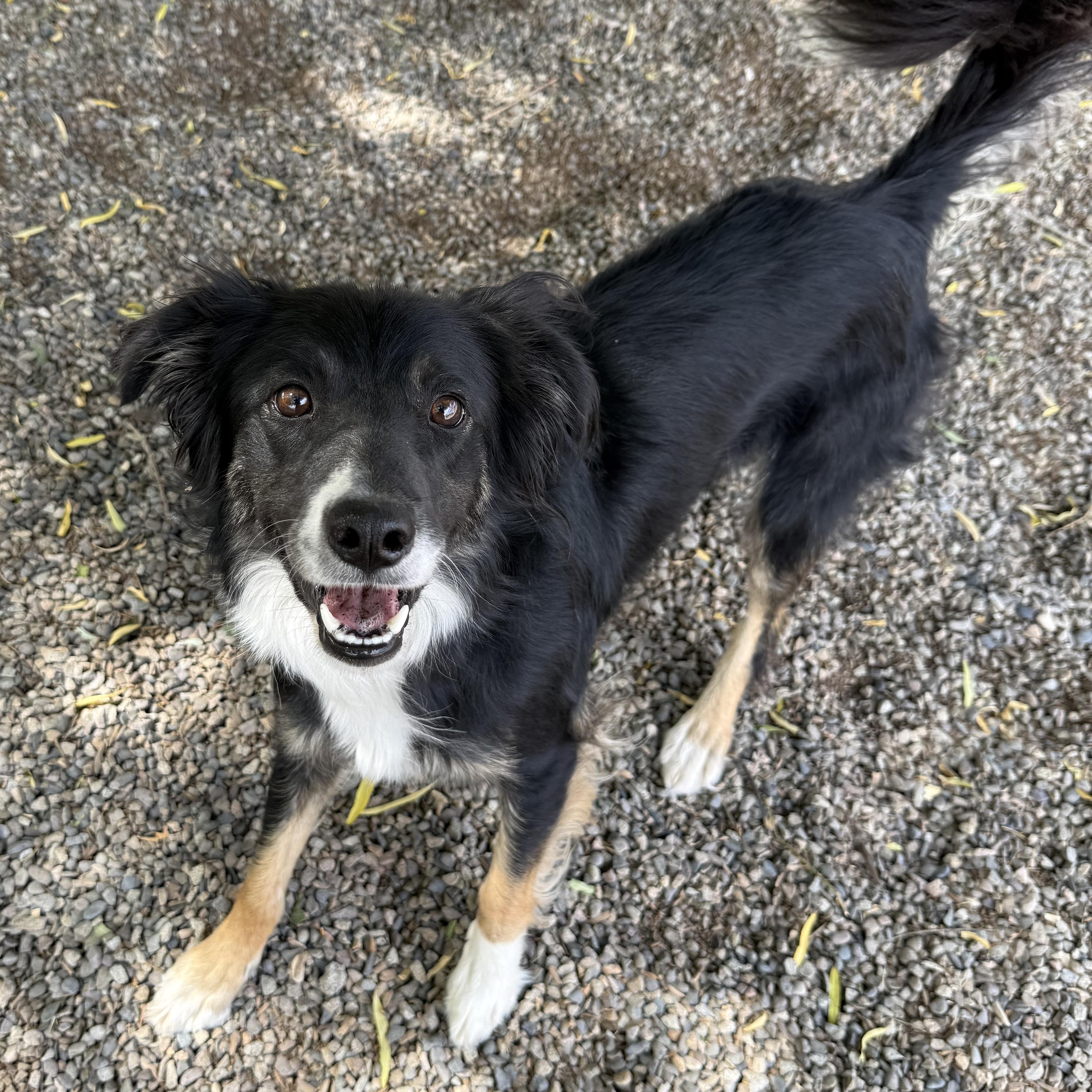 Enlarge Mae - Delta, an adopted mixed breed in Delta, CO image 2/2