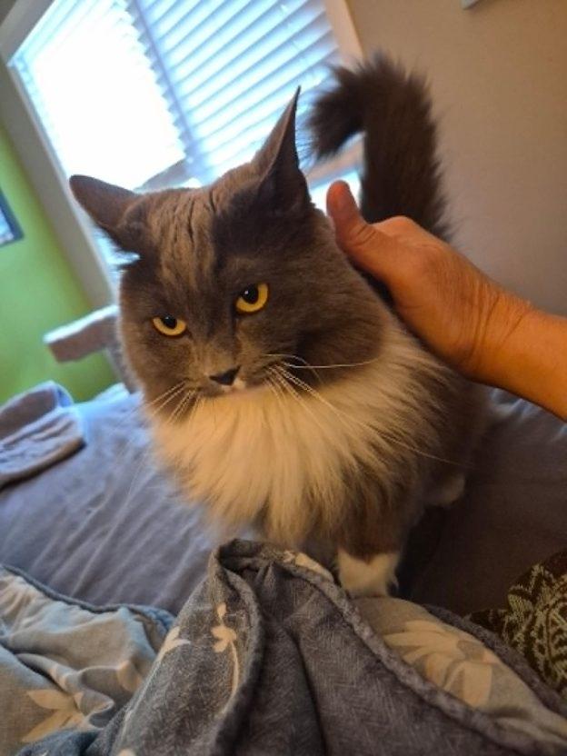 Grace, adopted, Adult Female Domestic Long Hair.