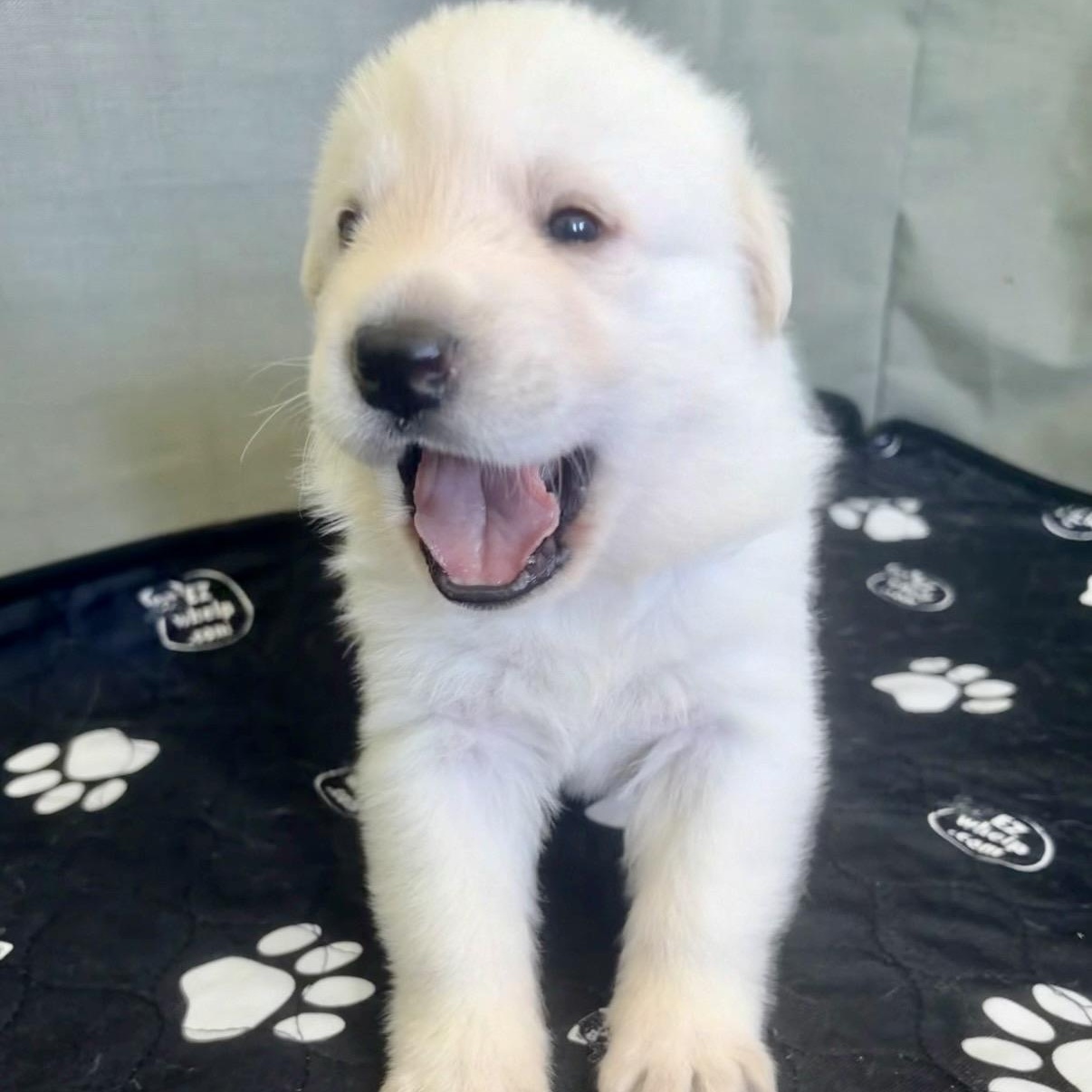 SUNNY- Local, ADOPTABLE, Puppy Male Anatolian Shepherd.